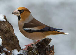 Hawfinch