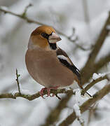 Hawfinch