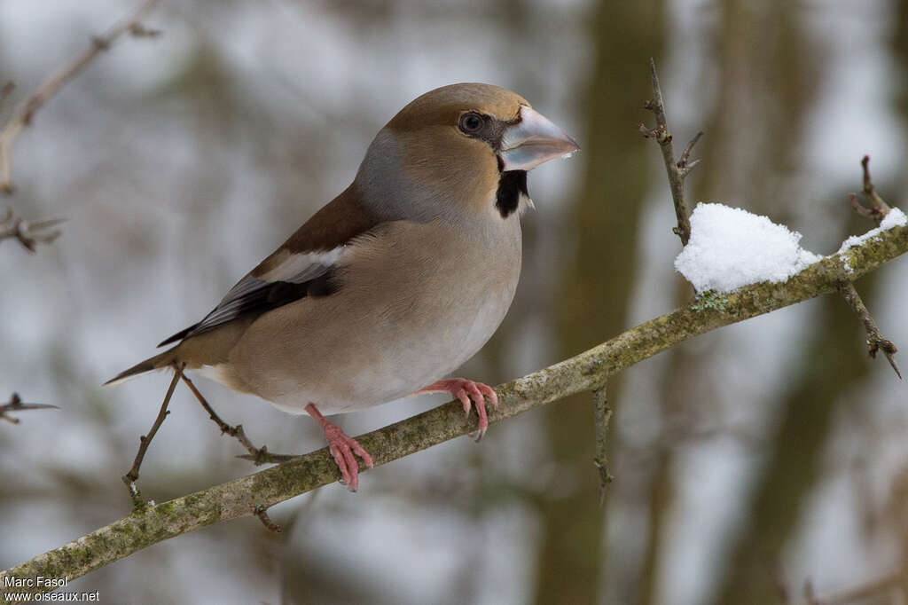 Hawfinch female adult, identification