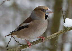 Hawfinch