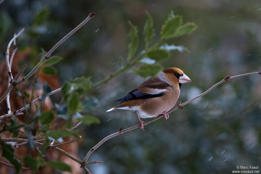 Grosbec casse-noyaux mâle adulte, identification