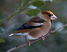 Hawfinch