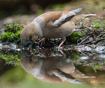 Hawfinch