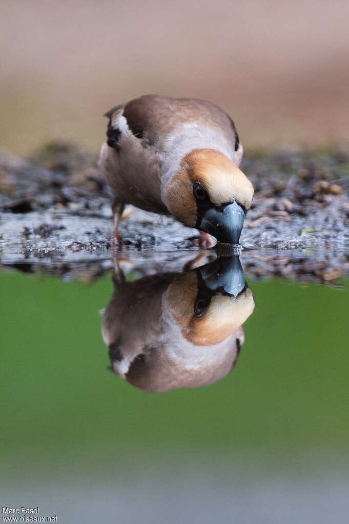 Hawfinch male adult, drinks