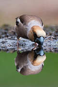 Hawfinch