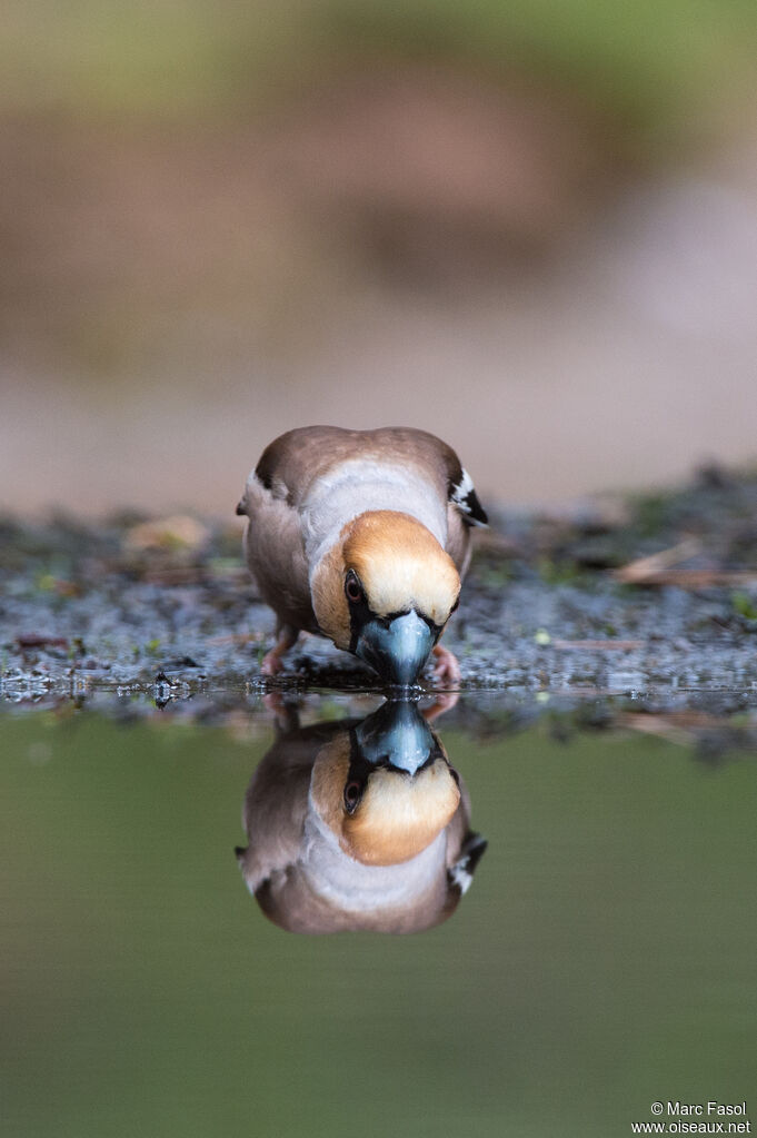 Hawfinch male adult, drinks