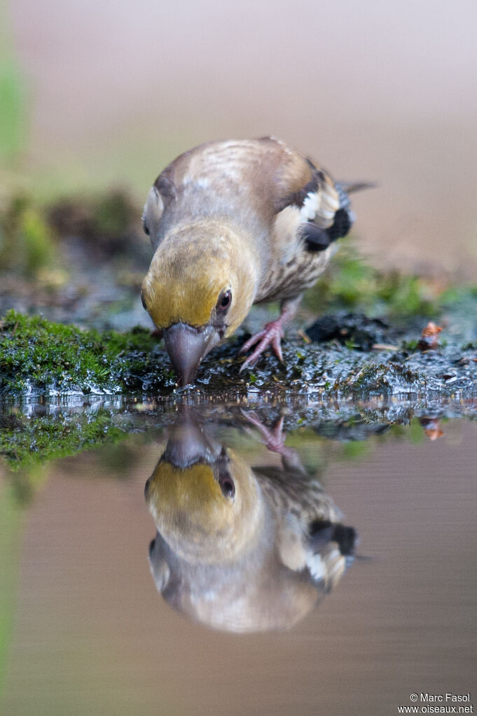 Hawfinchjuvenile, identification, drinks