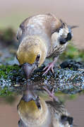 Hawfinch