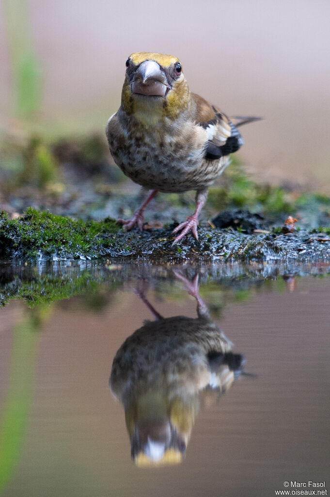 Hawfinchjuvenile, drinks