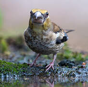 Hawfinch