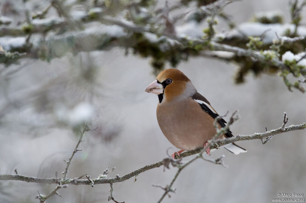 Hawfinch male adult breeding