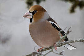 Hawfinch