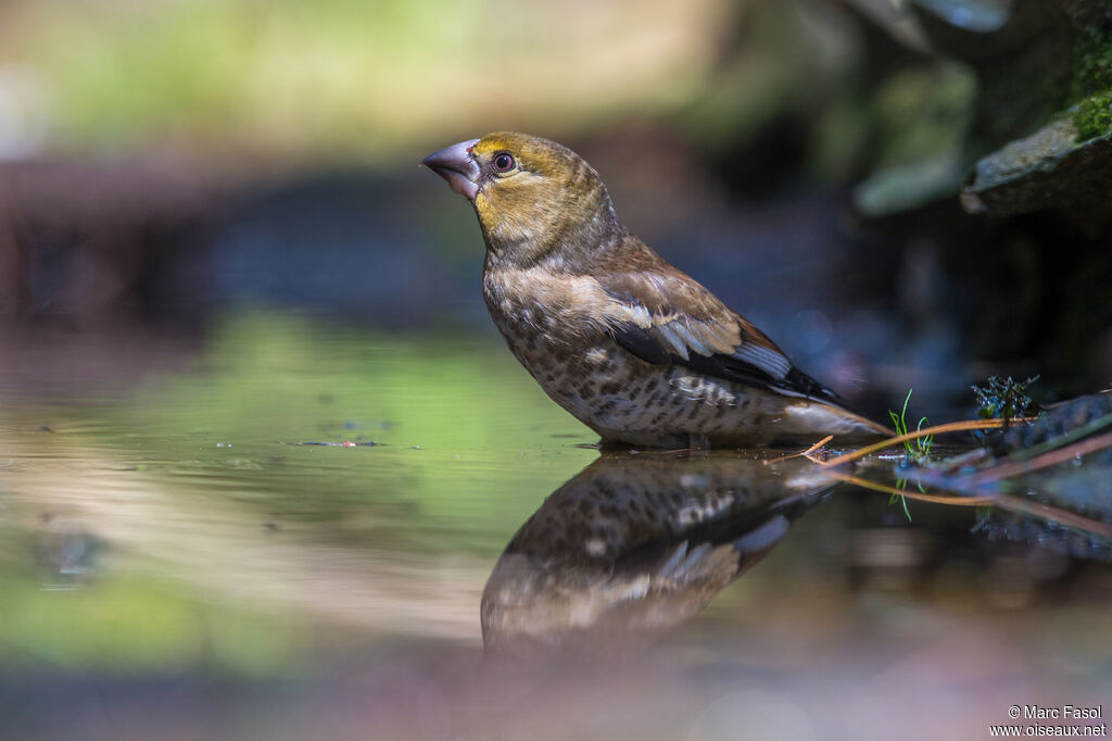 Hawfinchjuvenile, drinks