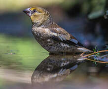 Hawfinch