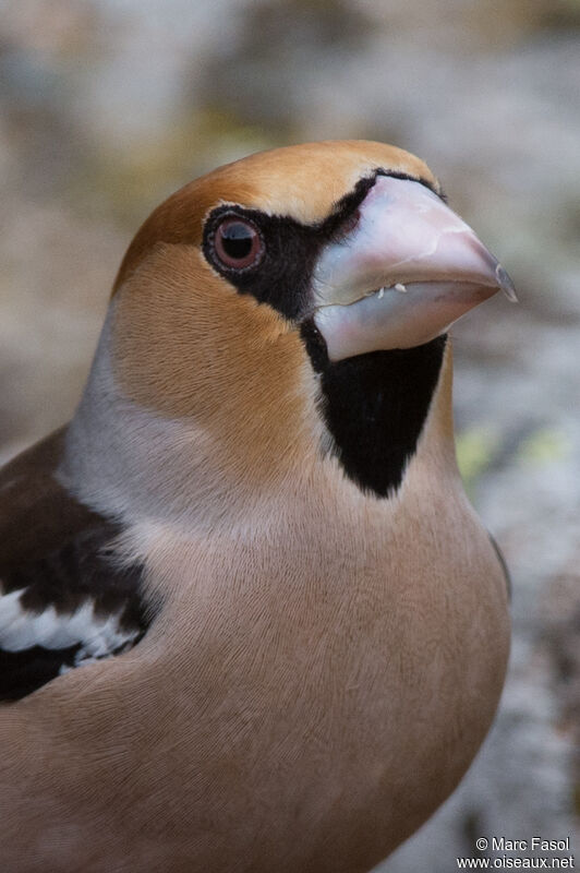 Hawfinch male adult post breeding, close-up portrait