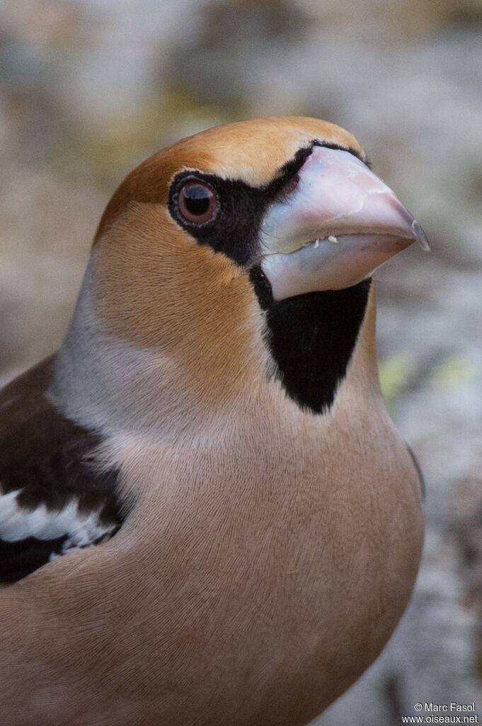 Grosbec casse-noyaux mâle adulte internuptial, portrait