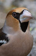 Hawfinch