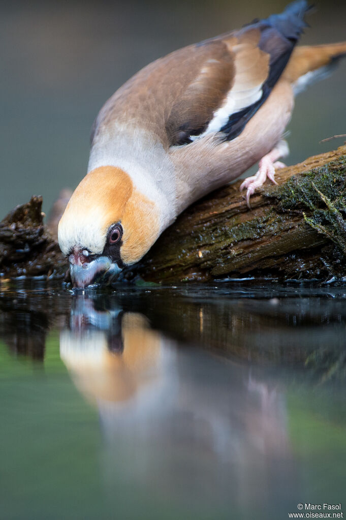 Hawfinch male adult, identification, drinks