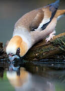 Hawfinch