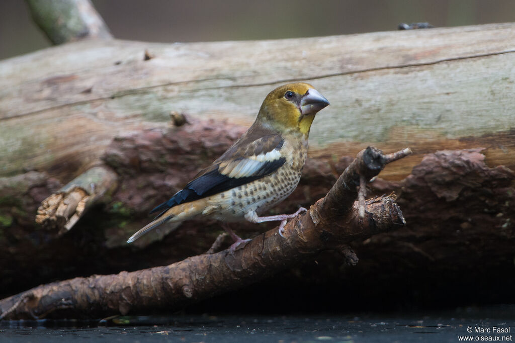 Grosbec casse-noyauxjuvénile, identification