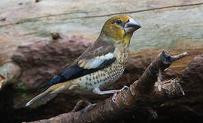 Hawfinch