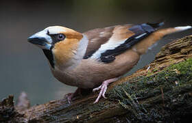 Hawfinch