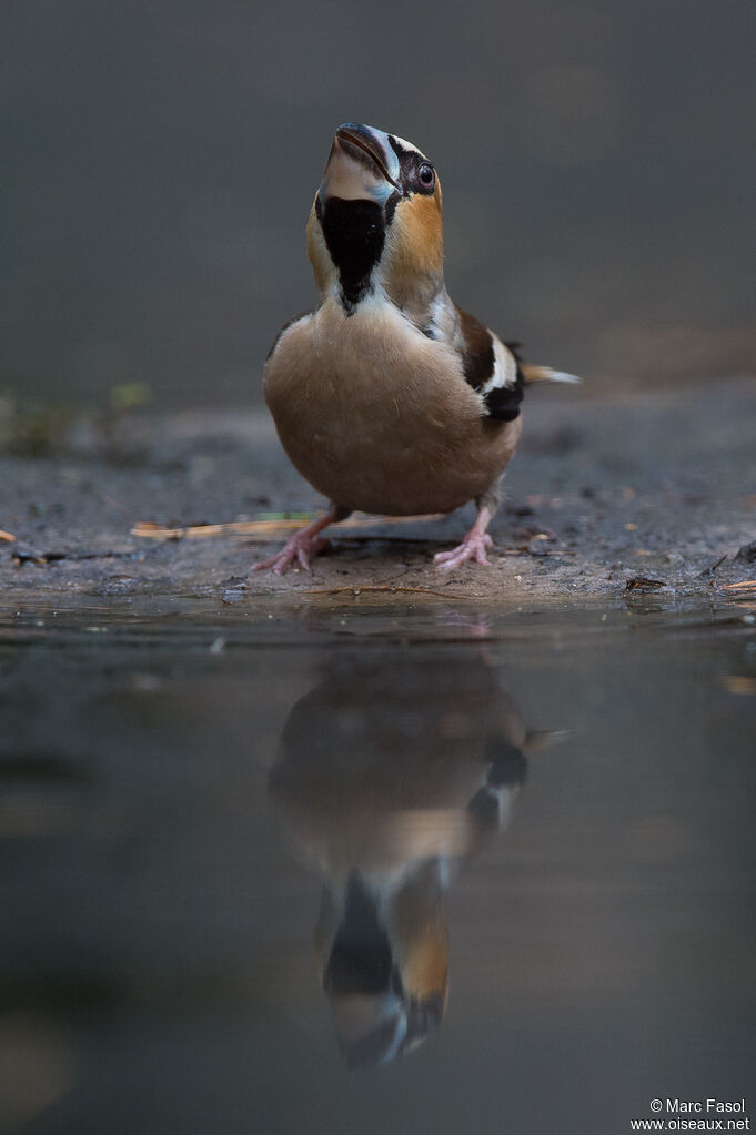 Hawfinch male adult, drinks