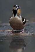 Hawfinch