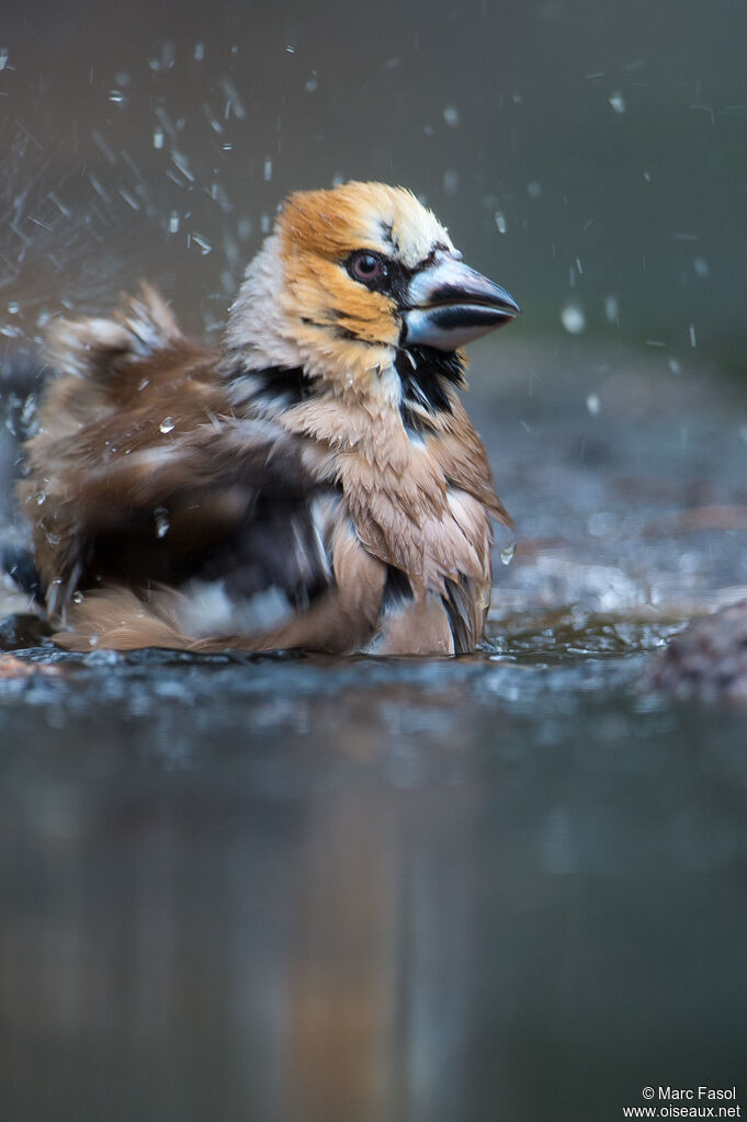 Hawfinch male, care