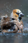 Hawfinch