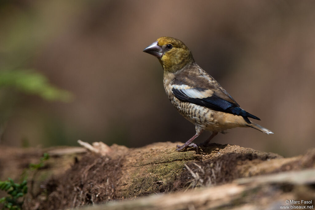 Grosbec casse-noyauxjuvénile, identification