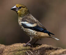 Hawfinch