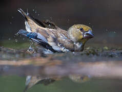 Hawfinch