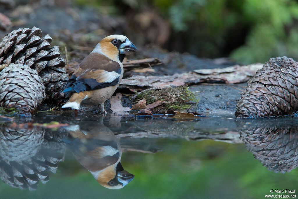 Hawfinch male adult, drinks