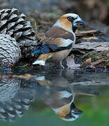 Hawfinch