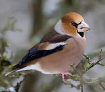 Hawfinch