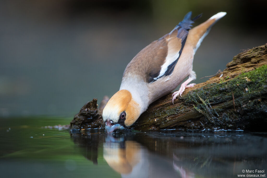 Grosbec casse-noyaux mâle adulte, identification, boit