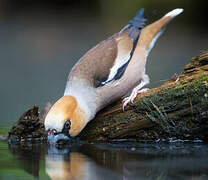 Hawfinch