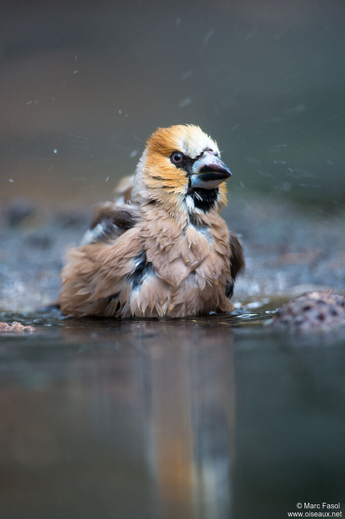 Hawfinch male adult, care