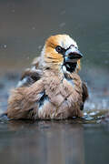 Hawfinch