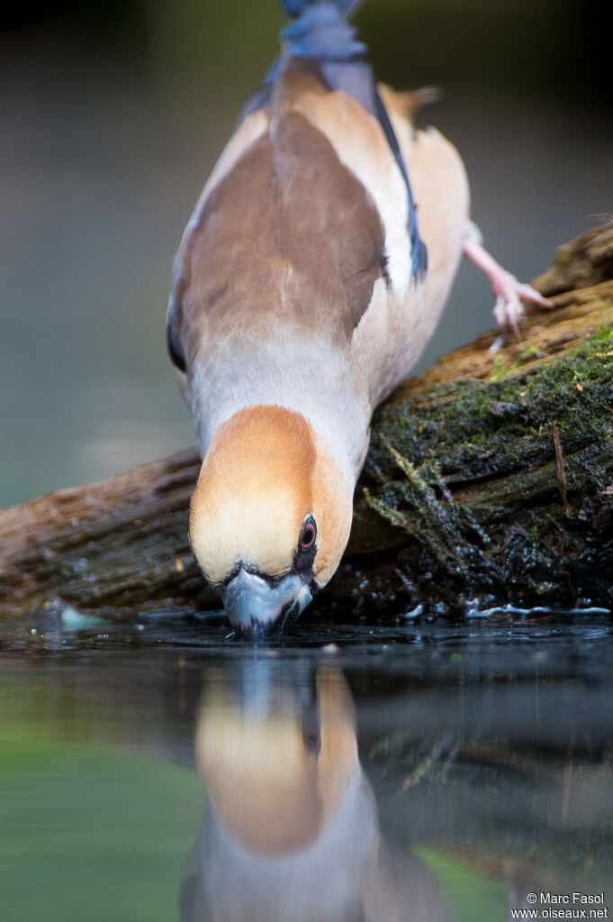 Grosbec casse-noyauxadulte nuptial, identification, boit