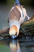 Hawfinch