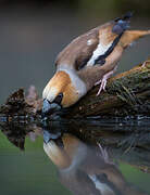 Hawfinch