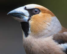 Hawfinch