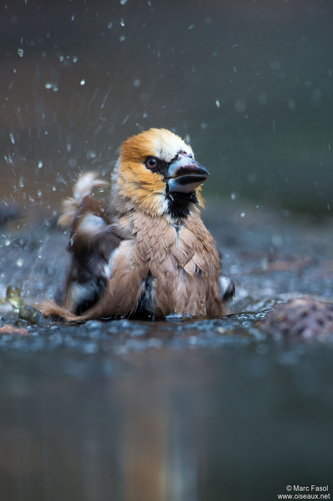 Hawfinch male adult, care