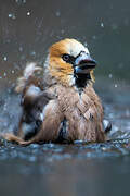 Hawfinch