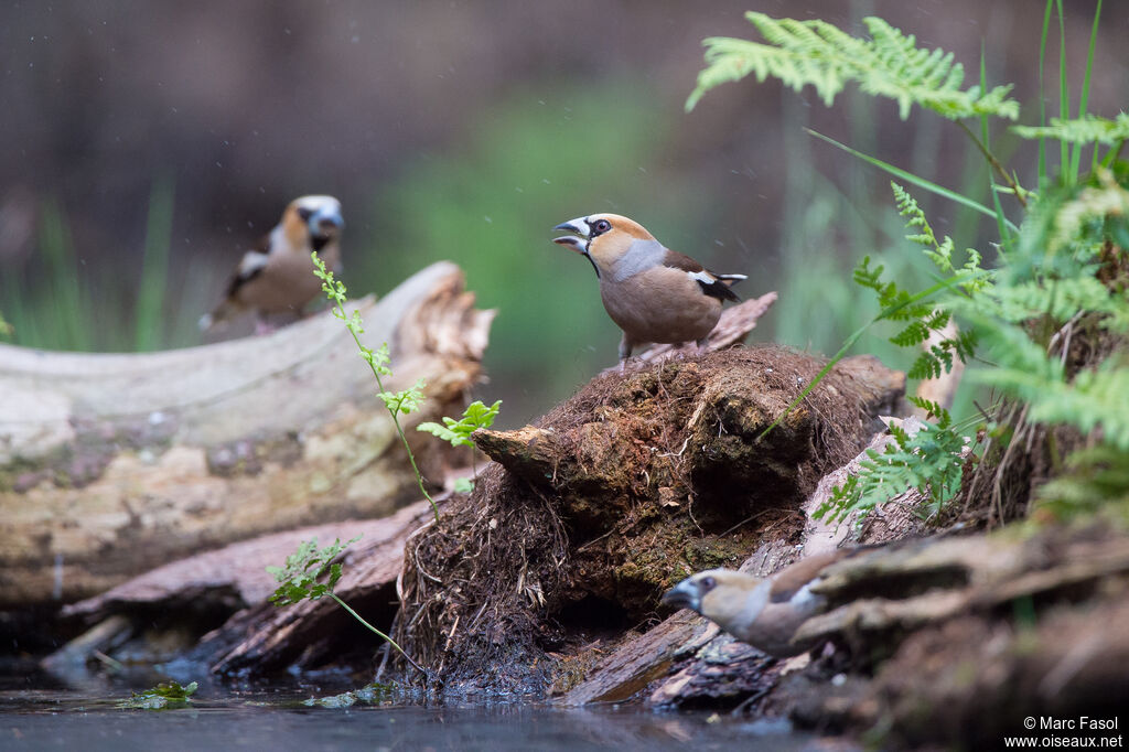 Hawfinch, drinks