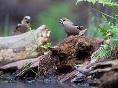 Hawfinch