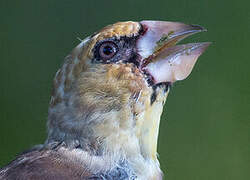 Hawfinch