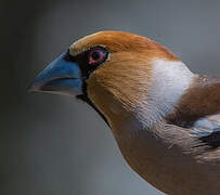 Hawfinch